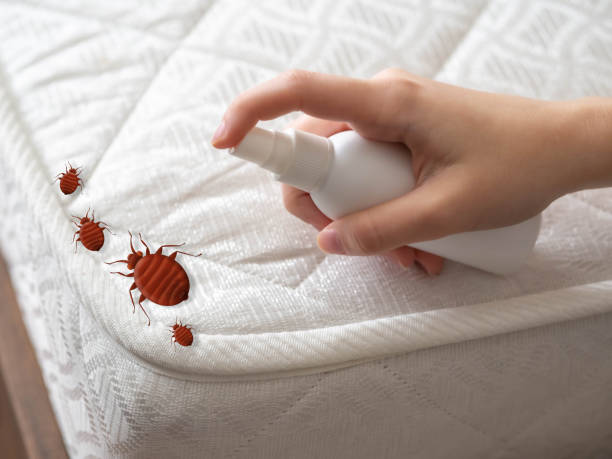 Wasp Removal Services in Fairless Hills, PA