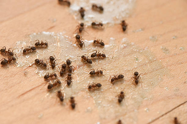 Best Flea Control Services  in Fairless Hills, PA